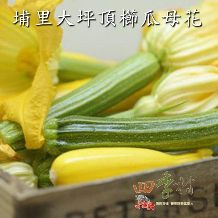 Zucchini Blossom_02