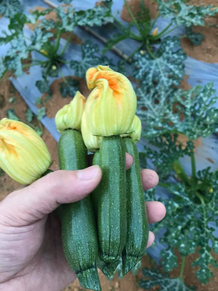 Zucchini Blossom